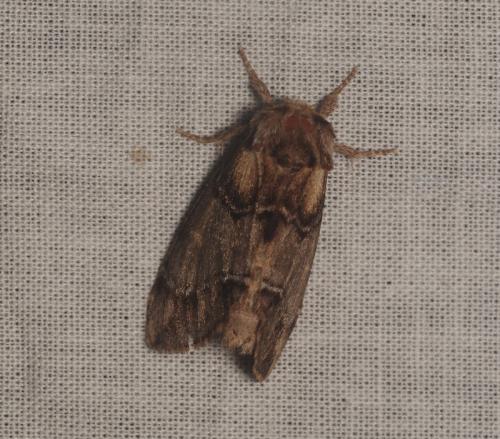 Drymonia velitaris